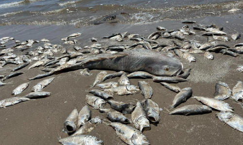 peces muertos texas2 peces muertos texas2