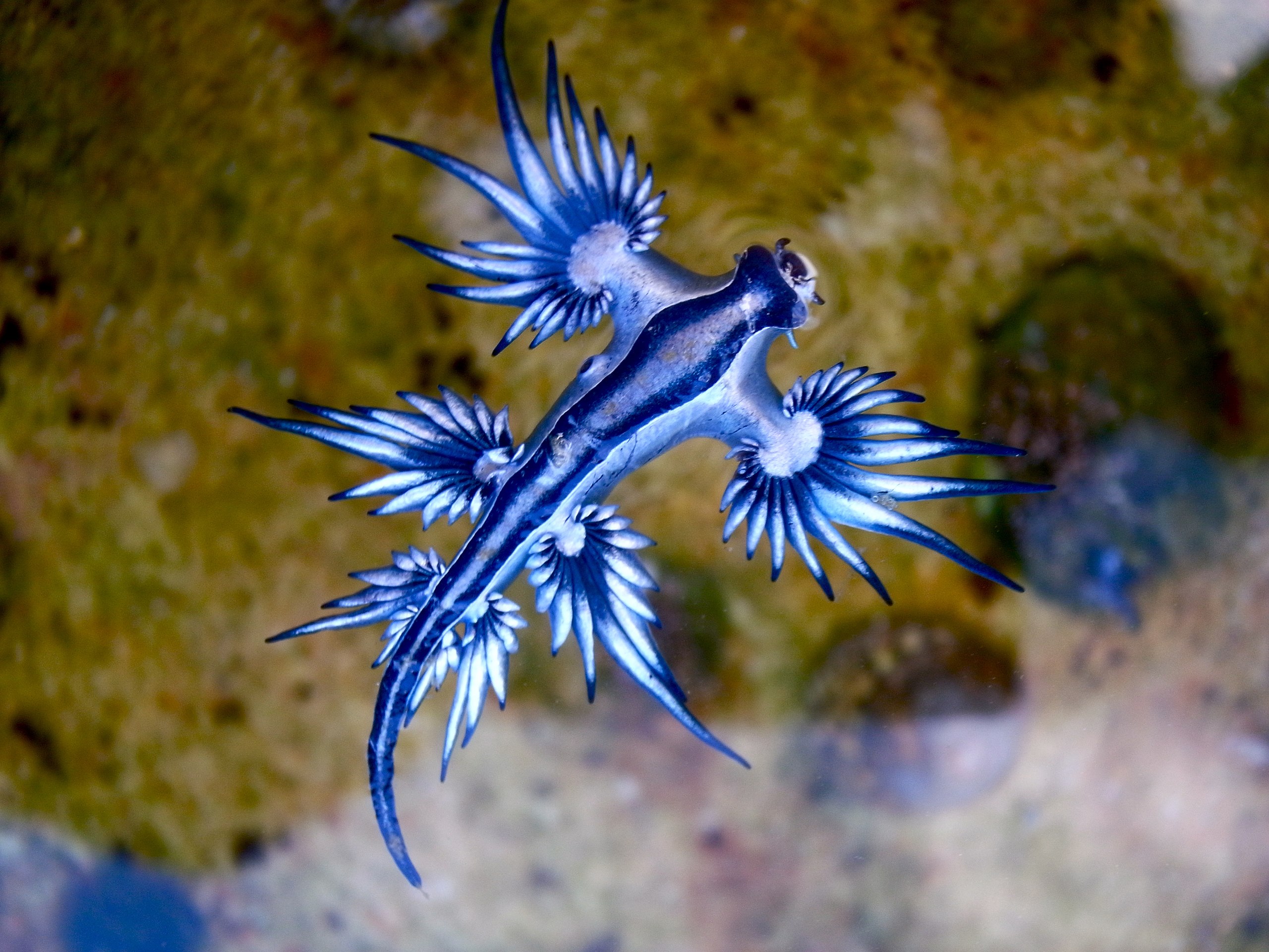 Blue_dragon glaucus_atlanticus_(8599051974) Blue_dragon glaucus_atlanticus_(8599051974)