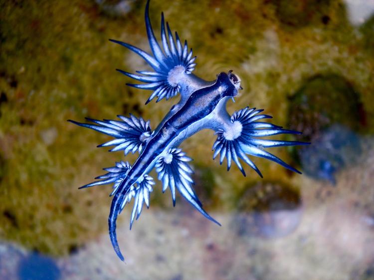 Blue_dragon glaucus_atlanticus_(8599051974)