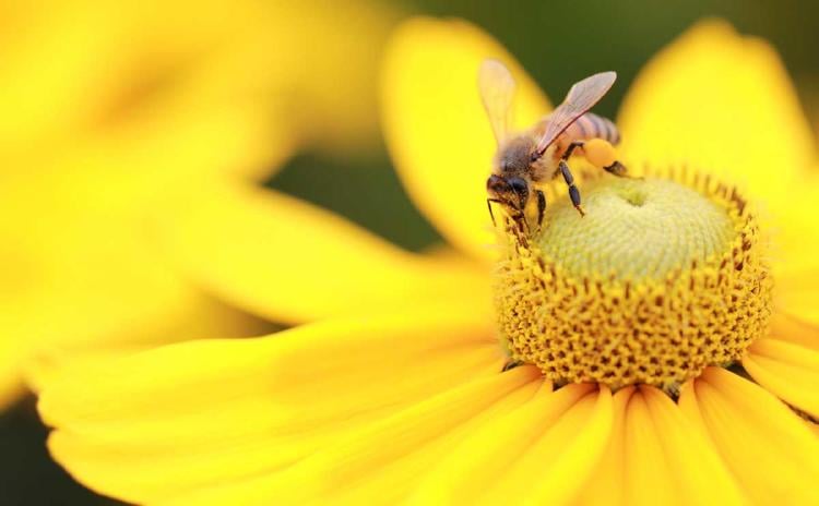 abeja flor 1