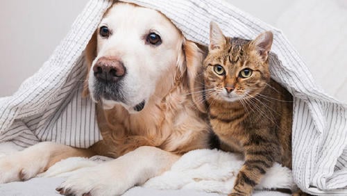 64521711f1fe5 64521711f1fe5