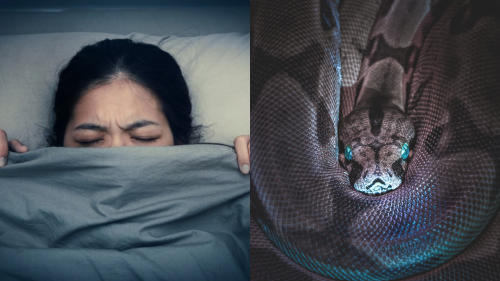 Qué significa soñar con viboras Qué significa soñar con viboras