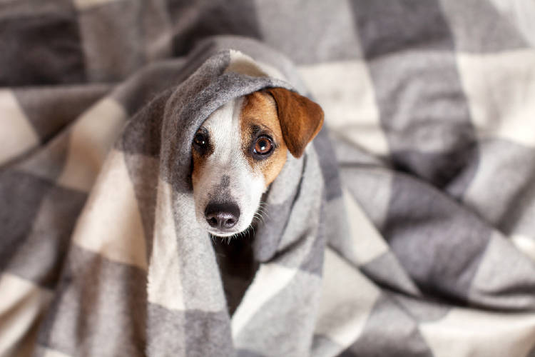 perro manta perro manta