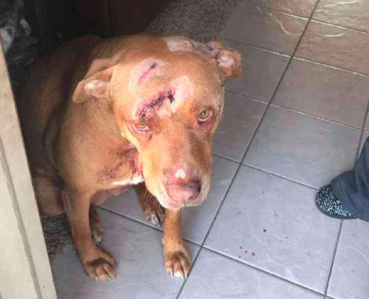 PERRO OSO3 PERRO OSO3