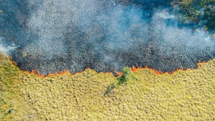 Incendios Iberá (Yerbalito) Matias Rebak Fundacion Rewilding Argentina 67