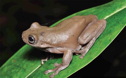 Descubren una simpática 'rana de chocolate' en una selva tropical
