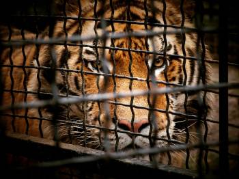 tigre jaula crueldad animal
