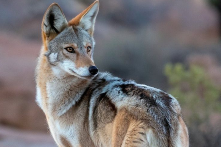 coyote Imagen: Pinterest