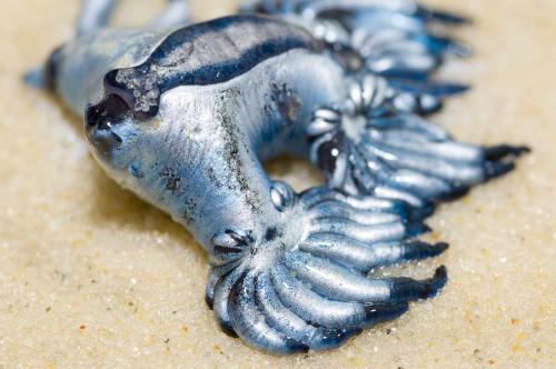 blue dragon glaucus atlanticus 497444189 468b7bf2ca544b7bb8564db0b3186740 blue dragon glaucus atlanticus 497444189 468b7bf2ca544b7bb8564db0b3186740