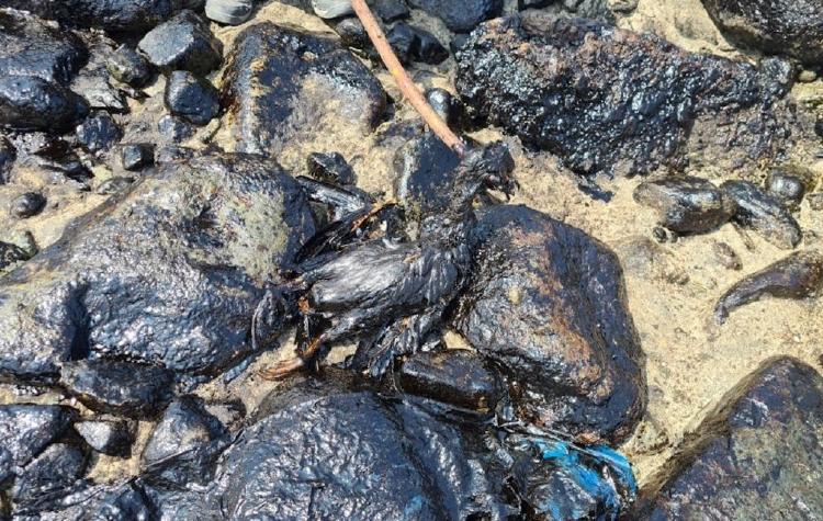 97f51308b3dee326254096fc3523f17dbf86c9af 1024x648 97f51308b3dee326254096fc3523f17dbf86c9af 1024x648