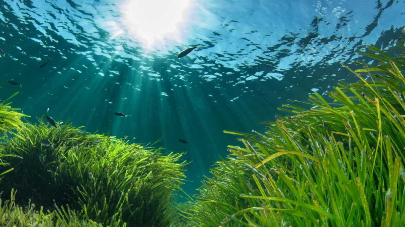 La posidonia La posidonia