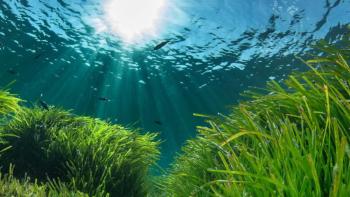 La posidonia