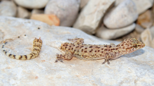 Regeneración Regeneración