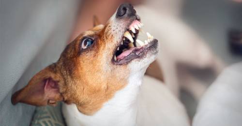 puede tu personalidad afectar tu mascota puede tu personalidad afectar tu mascota