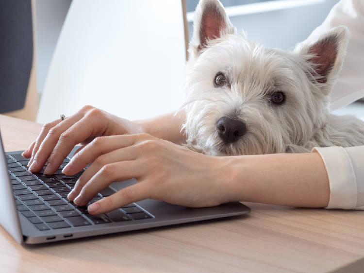 perro computadora perro computadora