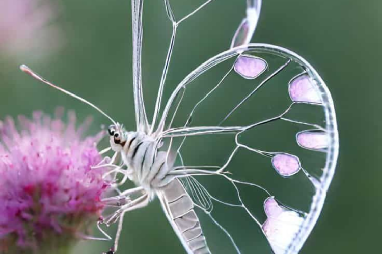 mariposa transparente Es belleza, es estrategia, es magia de la naturaleza. (Imagen: Pinterest)