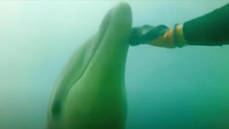 Delfín Manoliño siendo mimado por una persona