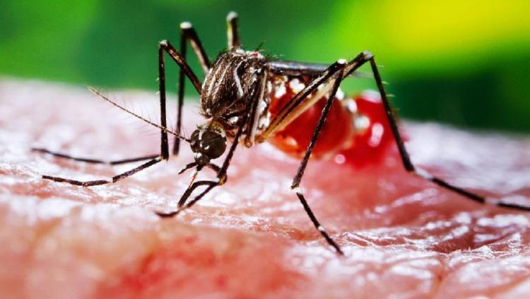 1657026160 archive virus mosquitos rz1250 Repelente casero para mosquitos