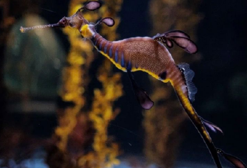 Por primera vez nacen crías de dragones de mar en Europa