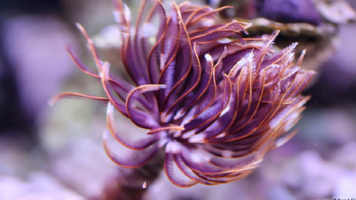 66485296_1004 66485296_1004