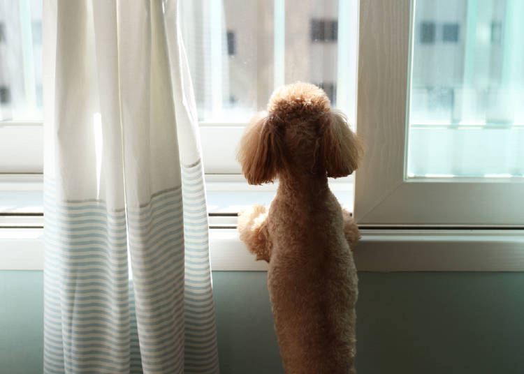 perro esperando a que su dueño regrese a casa