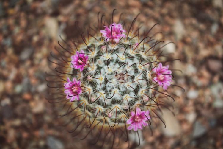 cactus cactus