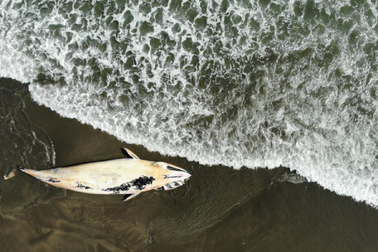 ballena muerte Ballena bryde varada en la zona central de Chile. Foto: Simon Frenkel