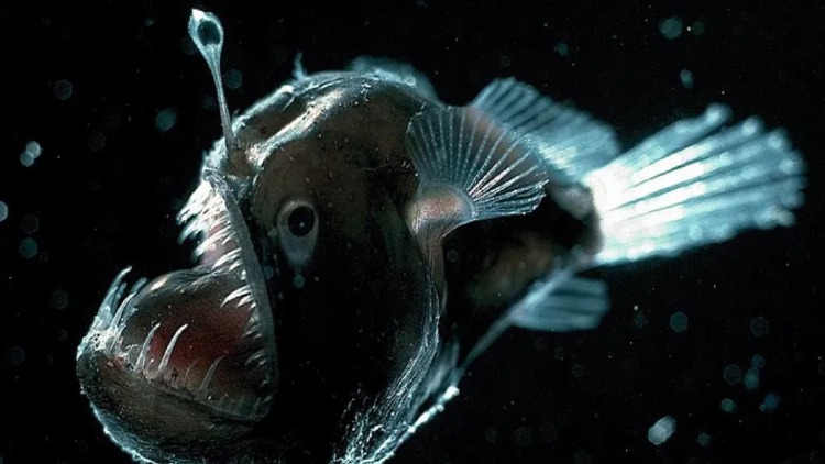 pez abisal La aparición del diablo negro en la superficie generó gran interés mediático y científico debido a su rareza. (Foto: Pinterest)