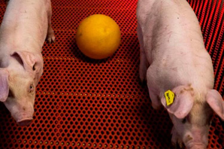 cerdos En una granja ubicada en el estado de Virginia, Estados Unidos, se crían cerdos modificados genéticamente con el objetivo de trasplantar sus órganos a humanos. (msn.com)