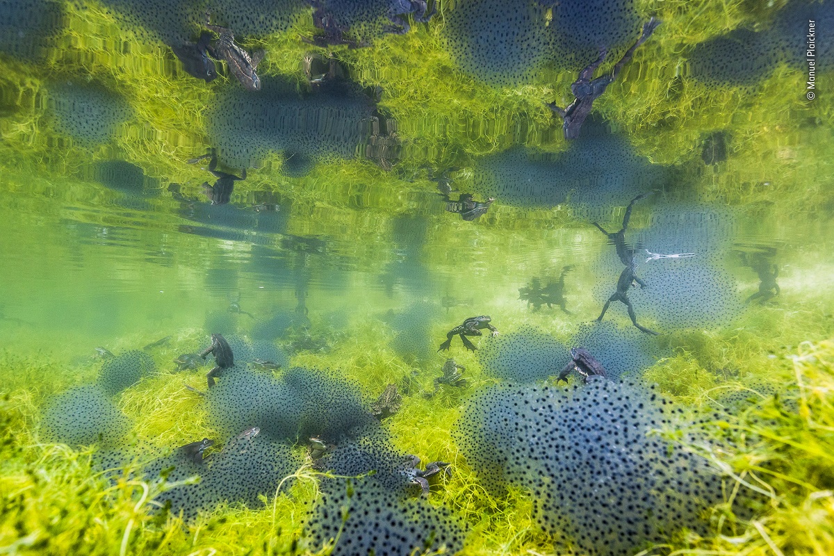 Manuel Plaickner Wildlife Photographer of the Year