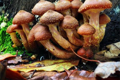 Armillaria ostoyae IMAGEN: PINTEREST