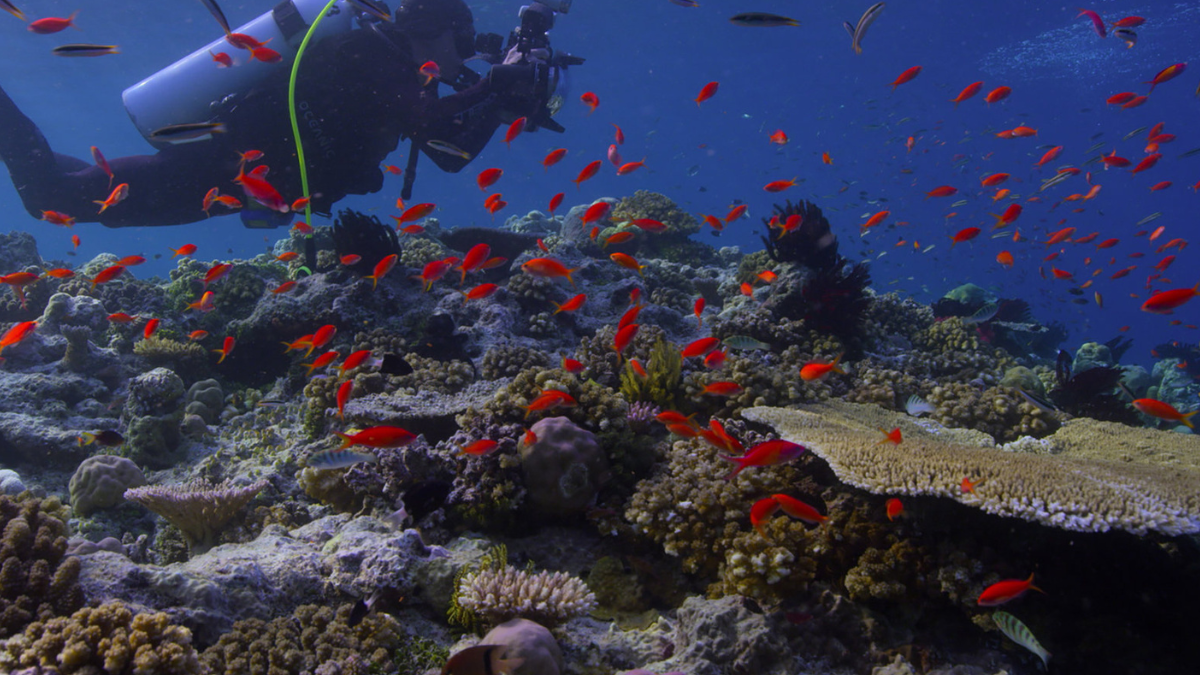 El documental más visto en Netflix busca concienciar sobre la alarmante desaparición de los arrecifes de coral.