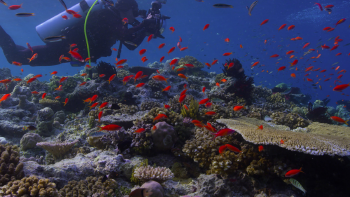 En busca del coral El documental más visto en Netflix busca concienciar sobre la alarmante desaparición de los arrecifes de coral.