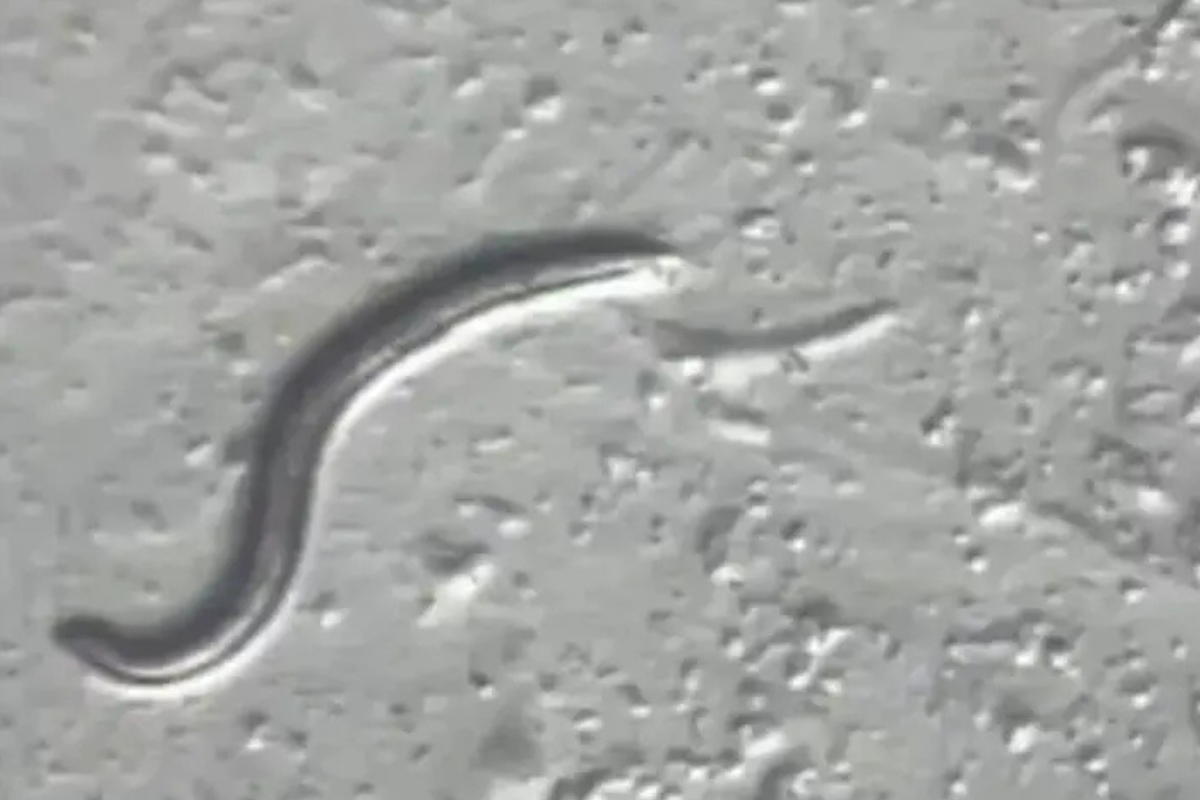 Aunque el gusano original ya murió, su linaje continúa vivo en el laboratorio. (Foto: mundooculto.es)