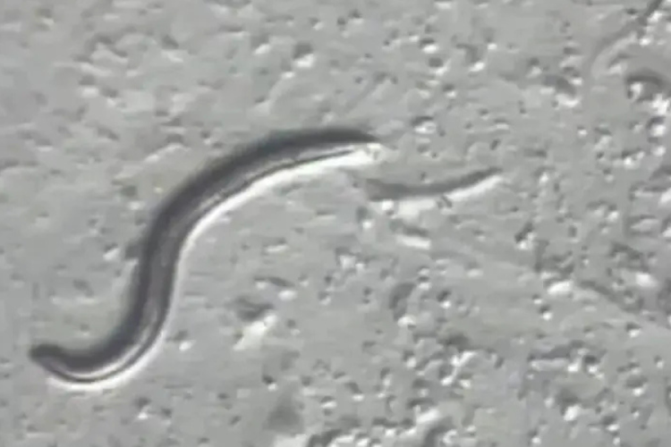 gusano Aunque el gusano original ya murió, su linaje continúa vivo en el laboratorio. (Foto: mundooculto.es)