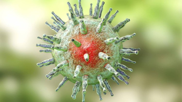 virus Se contagia principalmente a través de la saliva. (Foto:www.nationalgeographic.com.es)