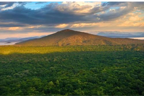 arboles ethiopia Imagen: diariouno.com.ar