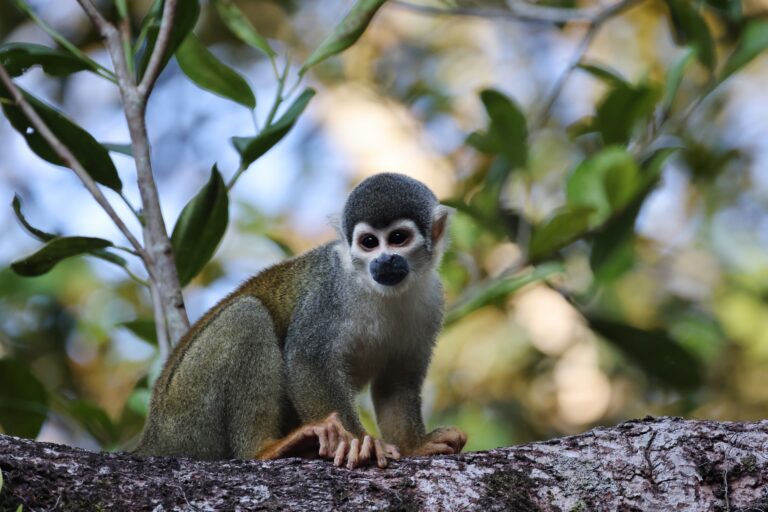 ecuador_236956 768x512 ecuador_236956 768x512