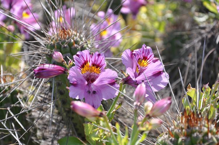 Alstroemeria philippii en el Desierto Florido