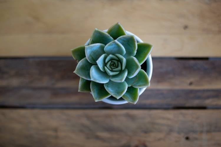 Una suculenta en una maceta sobre una mesa