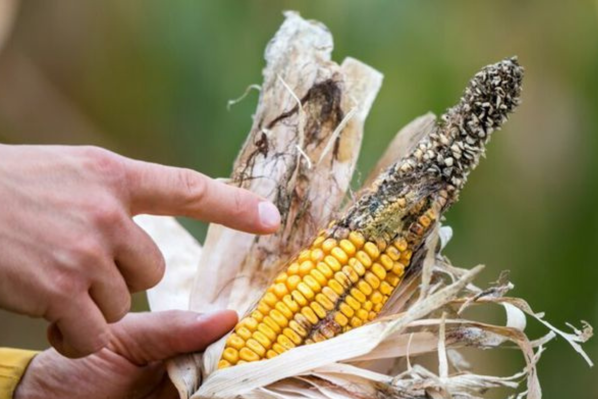 choclo hongos Aunque no los veas, pueden estar ahí. El moho y ciertas toxinas producidas por hongos contaminan alimentos cotidianos como pan, frutos secos, cereales y especias. ¿Cuáles son las más peligrosas? ¿Cómo detectarlas y qué hacer para prevenirlas?. (Imagen: Pinterest)