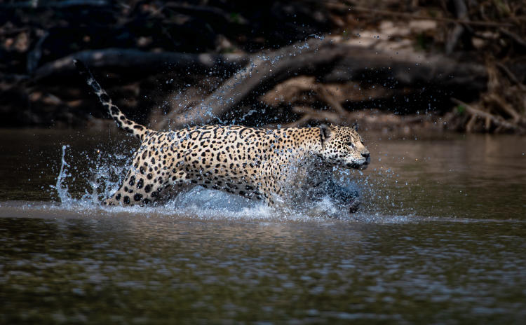 Paulo Behar - WWF-Brazil (1)