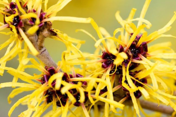 Hamamelis virginiana Estudios muestran que sus compuestos (taninos y proantocianidinas) ayudan a reducir la inflamación de las venas. (Pinterest)