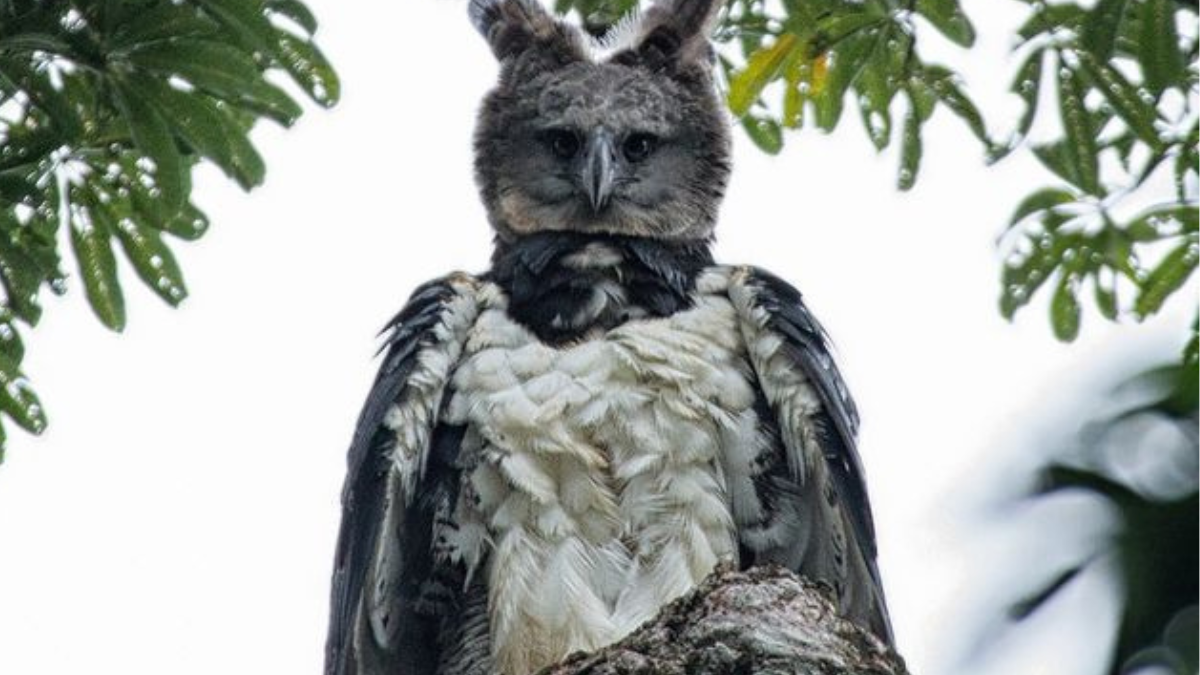 aguila harpia Tras veinte años reapareció una de las aves más poderosas de Sudamérica (Foto: Pinterest)