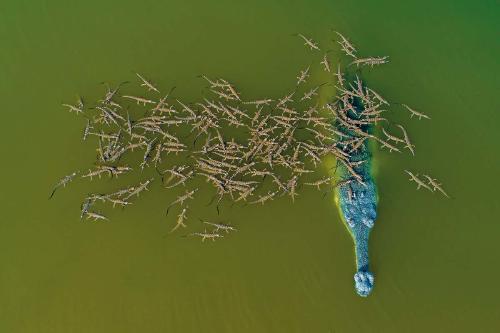 Cocodrilo en peligro de extinción es fotografiado con más de 100 crías encima