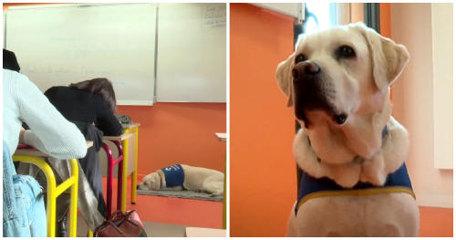 Escuela en Francia adoptó un perro para calmar la ansiedad de los estudiantes