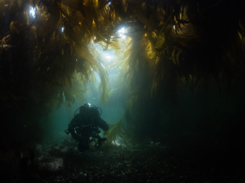 Buceando en los bosques de algas del Beagle. Foto por Rod Sanchez (2) Buceando en los bosques de algas del Beagle. Foto por Rod Sanchez (2)