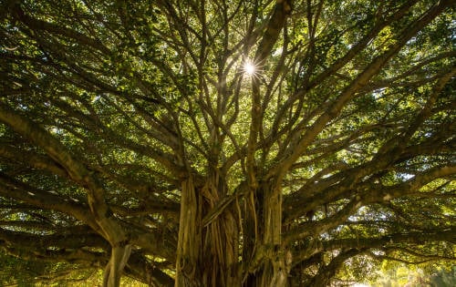 Conoce al hombre que plantó 11 mil árboles en Indonesia