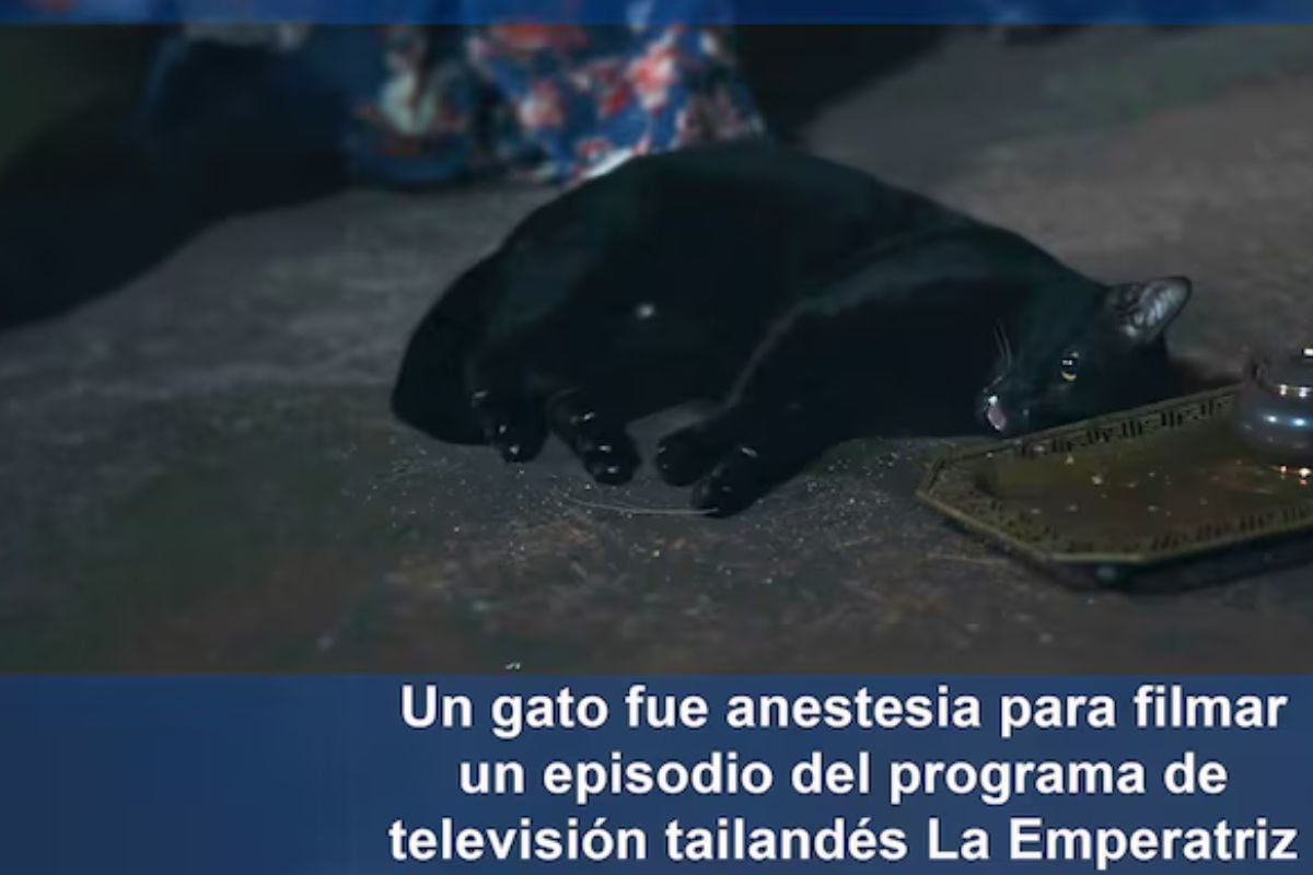 El caso del gato anestesiado para esta serie generó polémica en redes sociales (PETA Asia)