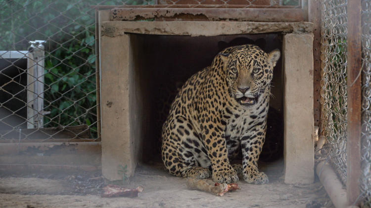 Coli en corral Estancia Faro Moro (Paraguay) Sebastián Navajas Fundación Rewilding Argentina